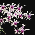 Dendrobium Caesar Warawan